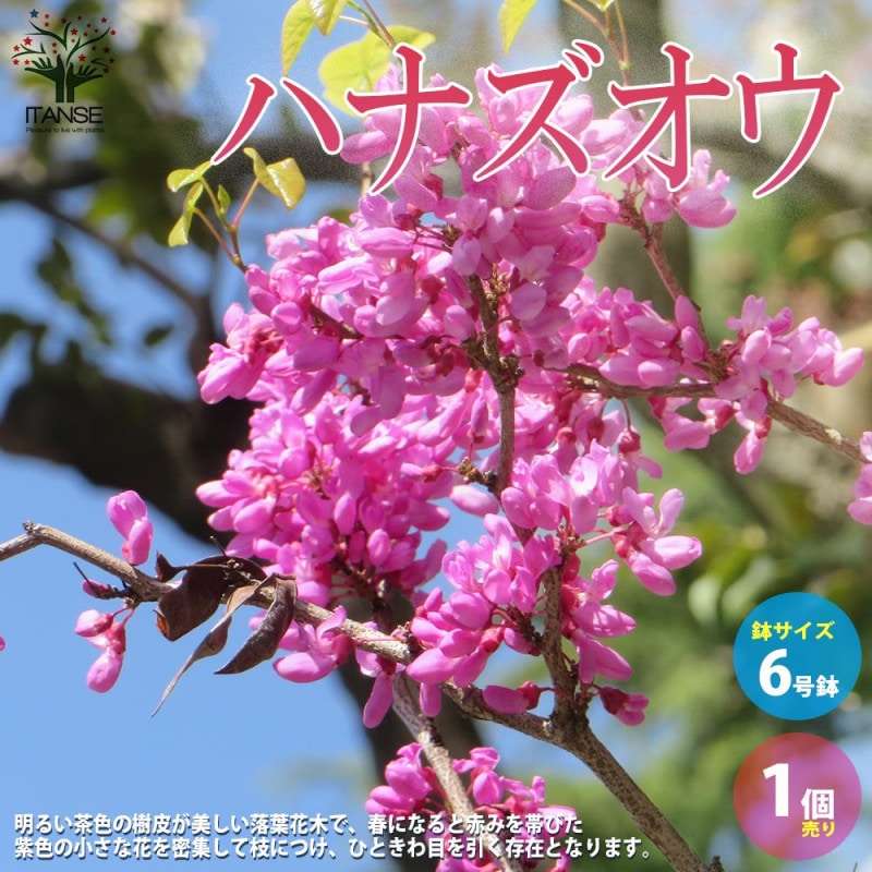 ハナズオウ｜【植物のITANSE】全品送料無料・即出荷!