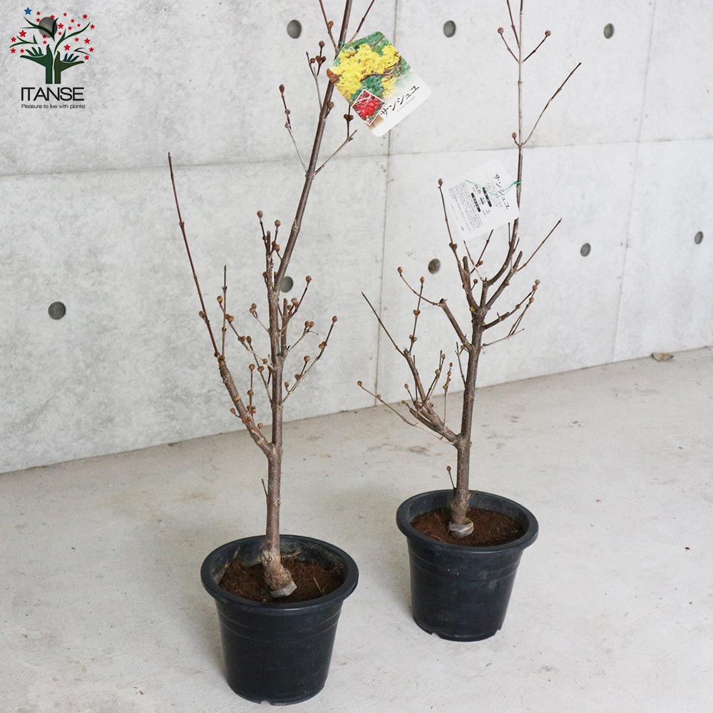 サンシュユ [株立ち木] 中品盆栽