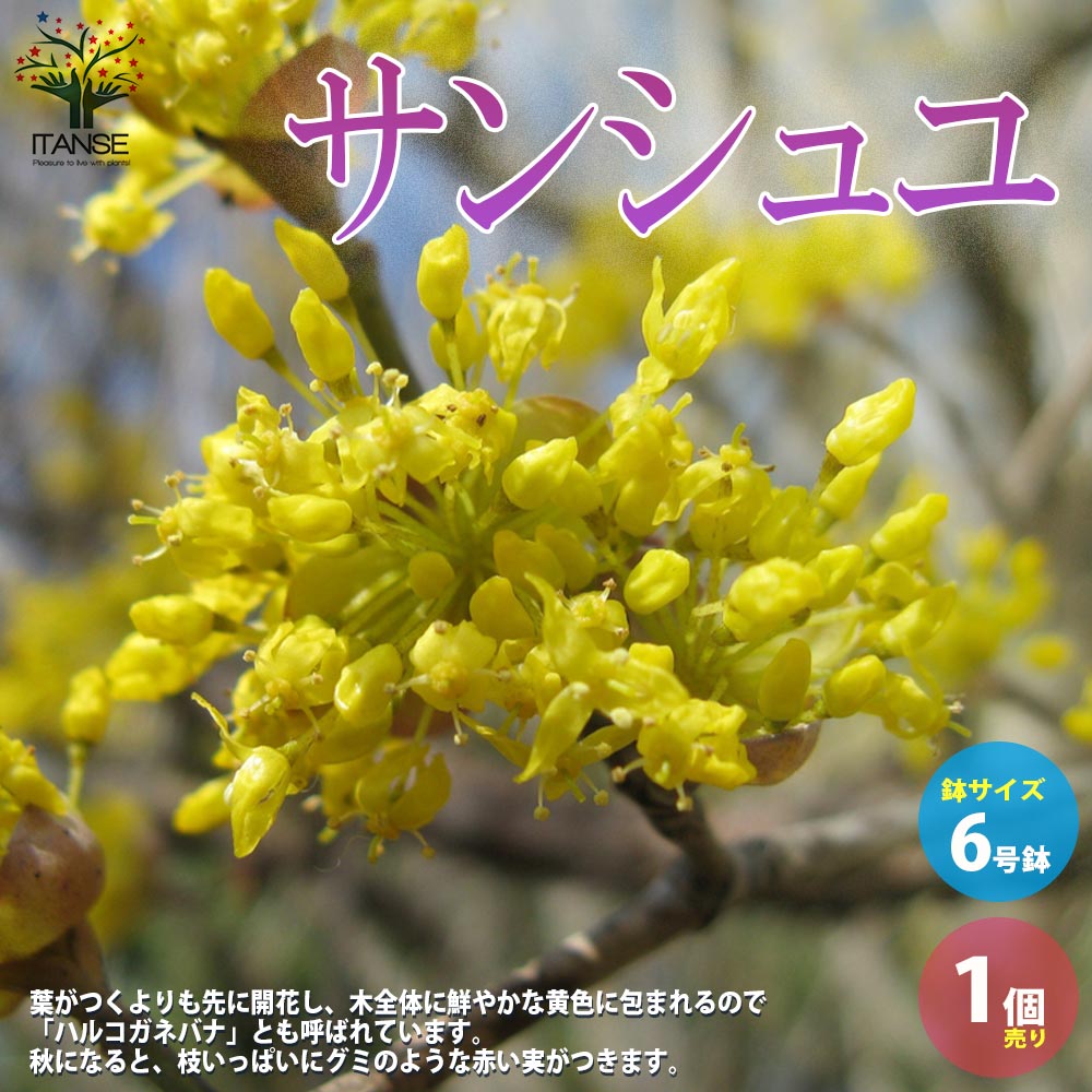サンシュユ 【庭木 6号／1個売り】