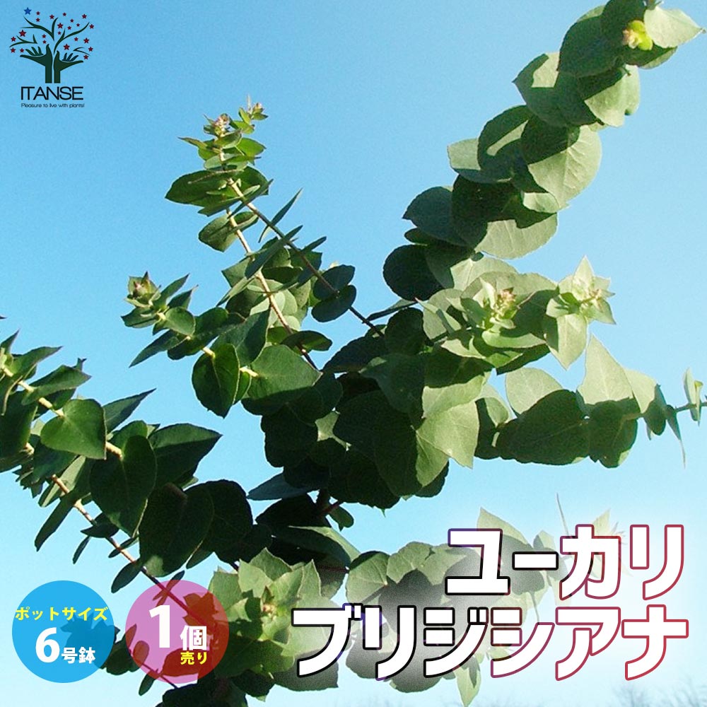 ユーカリ ブリジシアナ【庭木 6号／1個売り】