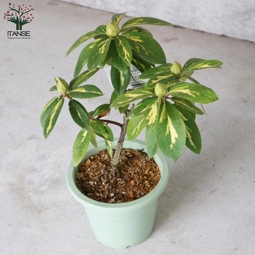 西洋シャクナゲ(石楠花) 品種：プレジデントルーズベルト【庭木 6号鉢