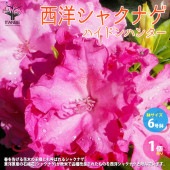 西洋シャクナゲ(石楠花) 品種：ハイドンハンター【庭木 6号鉢／1個売り】|植木・花木