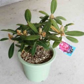 西洋シャクナゲ(石楠花) 品種：ミセスジョイナー【庭木 6号鉢／1個売り】|植木・花木