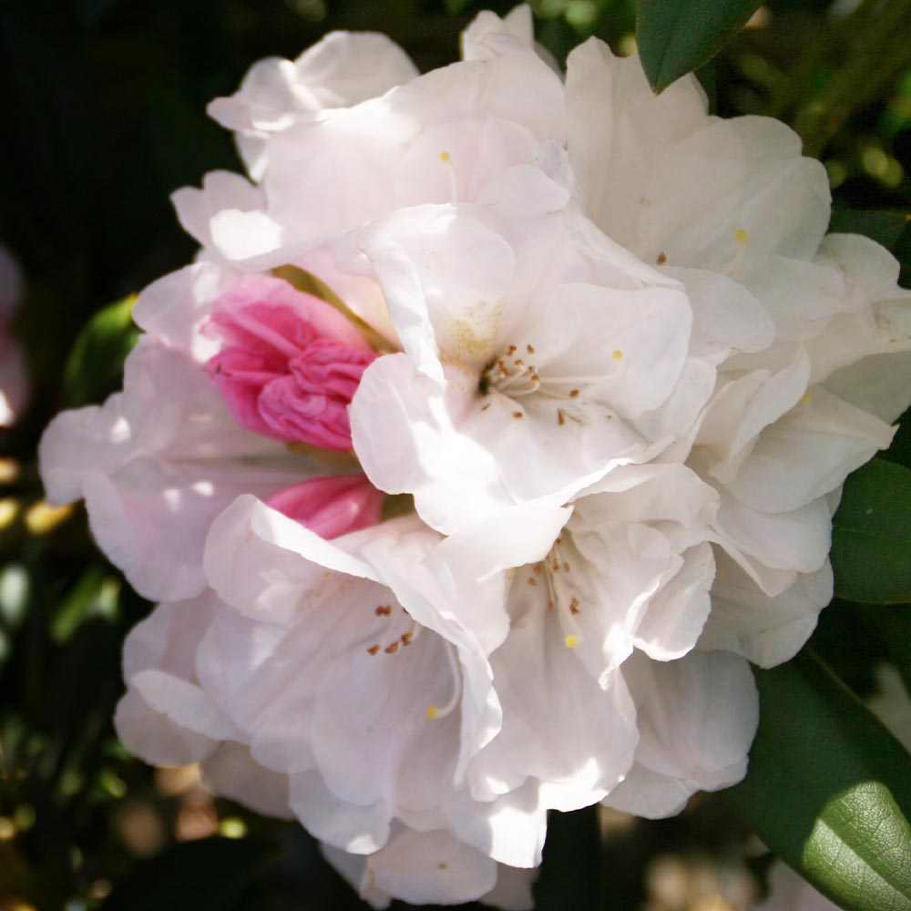 西洋シャクナゲ(石楠花) 品種：モーニングマジック【庭木 6号鉢／1個売り】