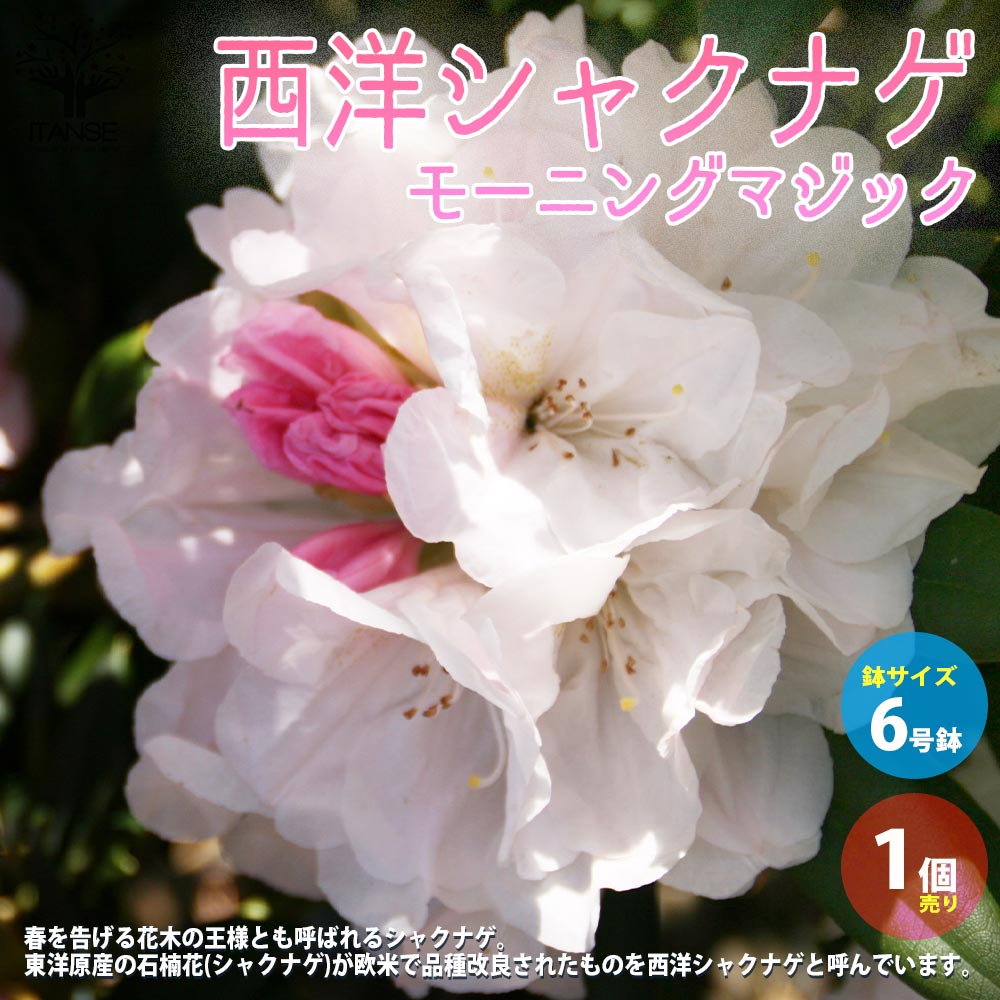 西洋シャクナゲ(石楠花) 品種：モーニングマジック【庭木 6号鉢／1個売り】