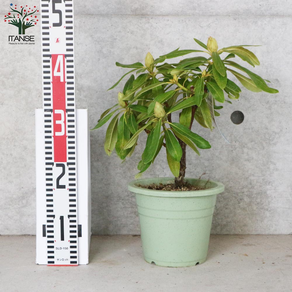 西洋シャクナゲ(石楠花) 品種：曙(あけぼの)【庭木 6号鉢／1個売り