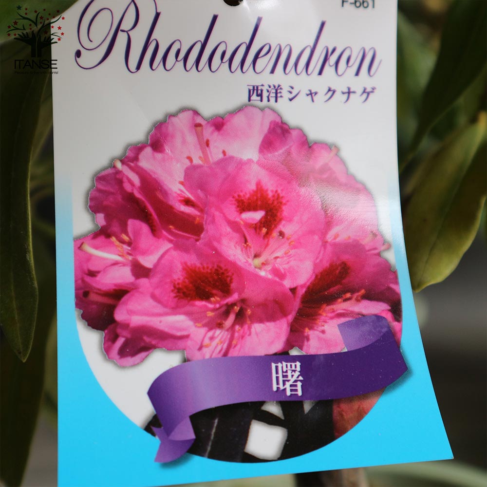西洋シャクナゲ(石楠花) 品種：曙(あけぼの)【庭木 6号鉢／1個売り 