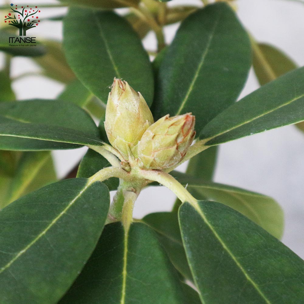 シャクナゲ/R.williamsianum/大株【現品発送】管理70658 シャクナゲ/R