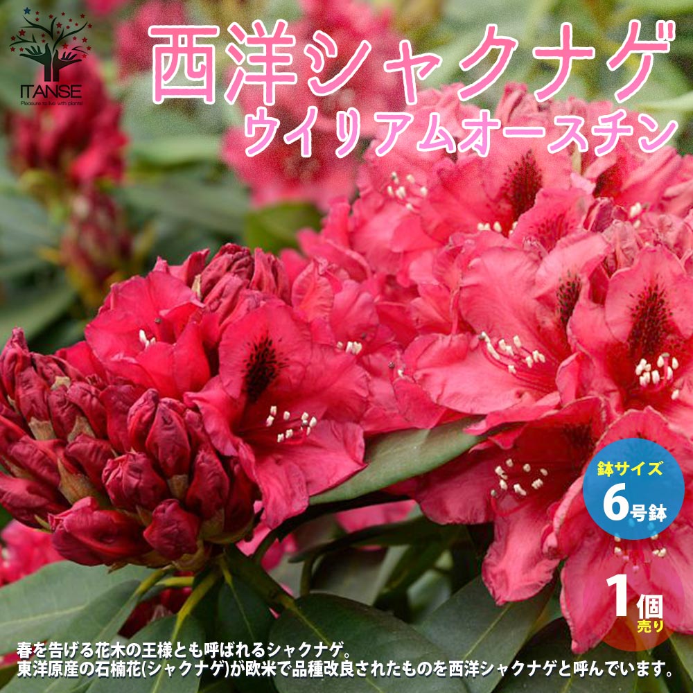園芸品種