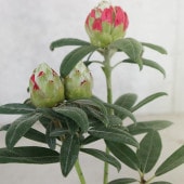 西洋シャクナゲ(石楠花) 品種：ぼんぼり【庭木 4.5号鉢／1個売り】|植木・花木