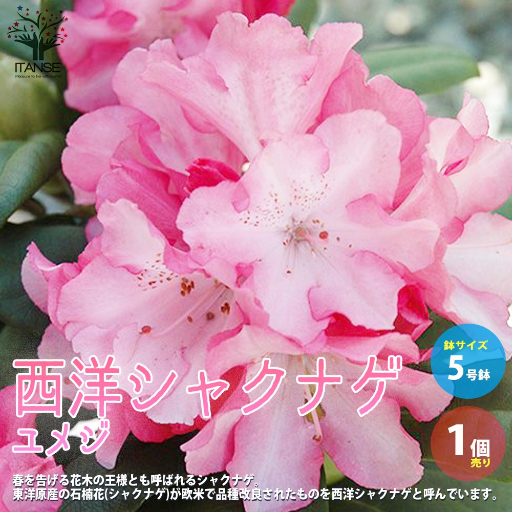 西洋シャクナゲ(石楠花) 品種：夢路(ユメジ)【庭木 8号鉢／1個売り】