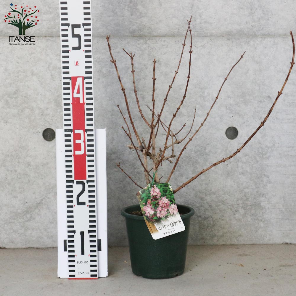 ウツギ・マギシェン 【庭木 5号鉢／1個売り】｜ 【植物のITANSE