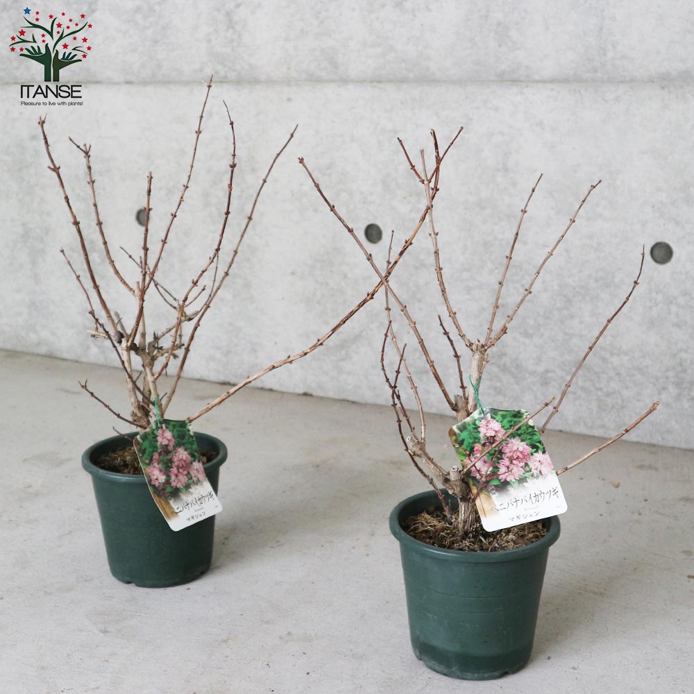 ウツギ・マギシェン 【庭木 5号鉢／1個売り】｜ 【植物のITANSE 