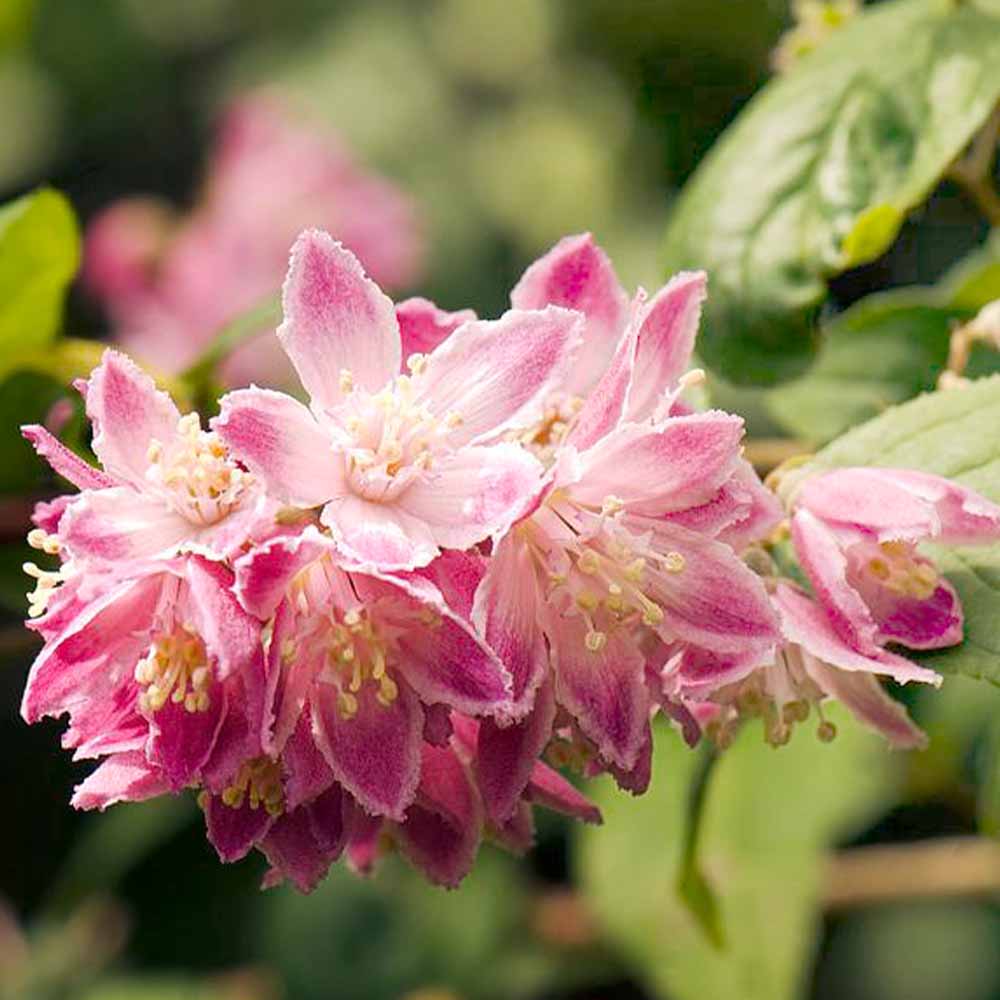 ウツギ・マギシェン 【庭木 5号鉢／1個売り】