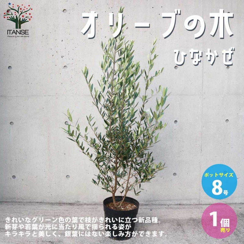 クラッスラ 紅稚児 【多肉植物 3号】｜ 【植物のITANSE】全品