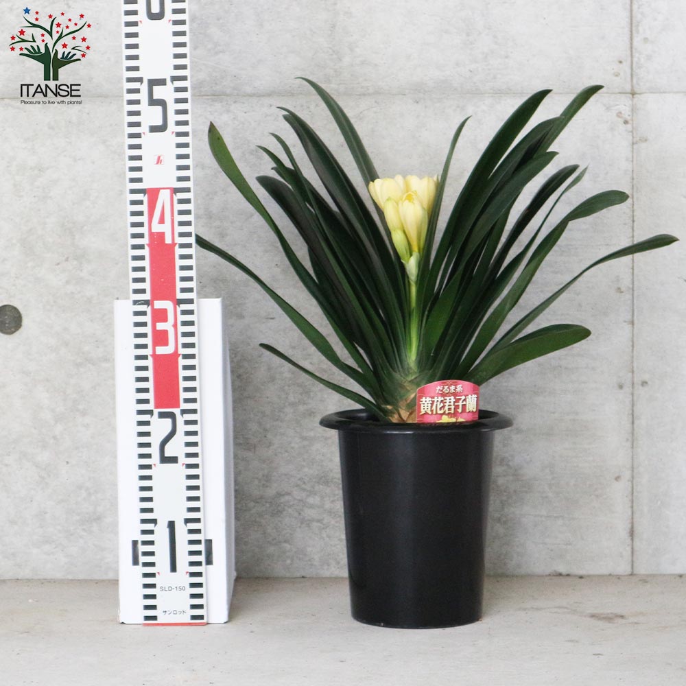 君子蘭　多年生　　苗 君子蘭 多年生 苗