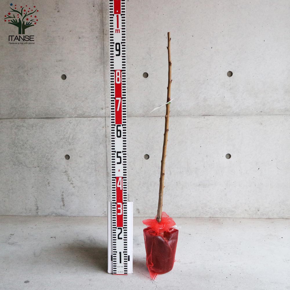 桃の苗木 八重咲蟠桃【果樹の苗木 5号 1 接木苗／1個売り】｜ 【植物