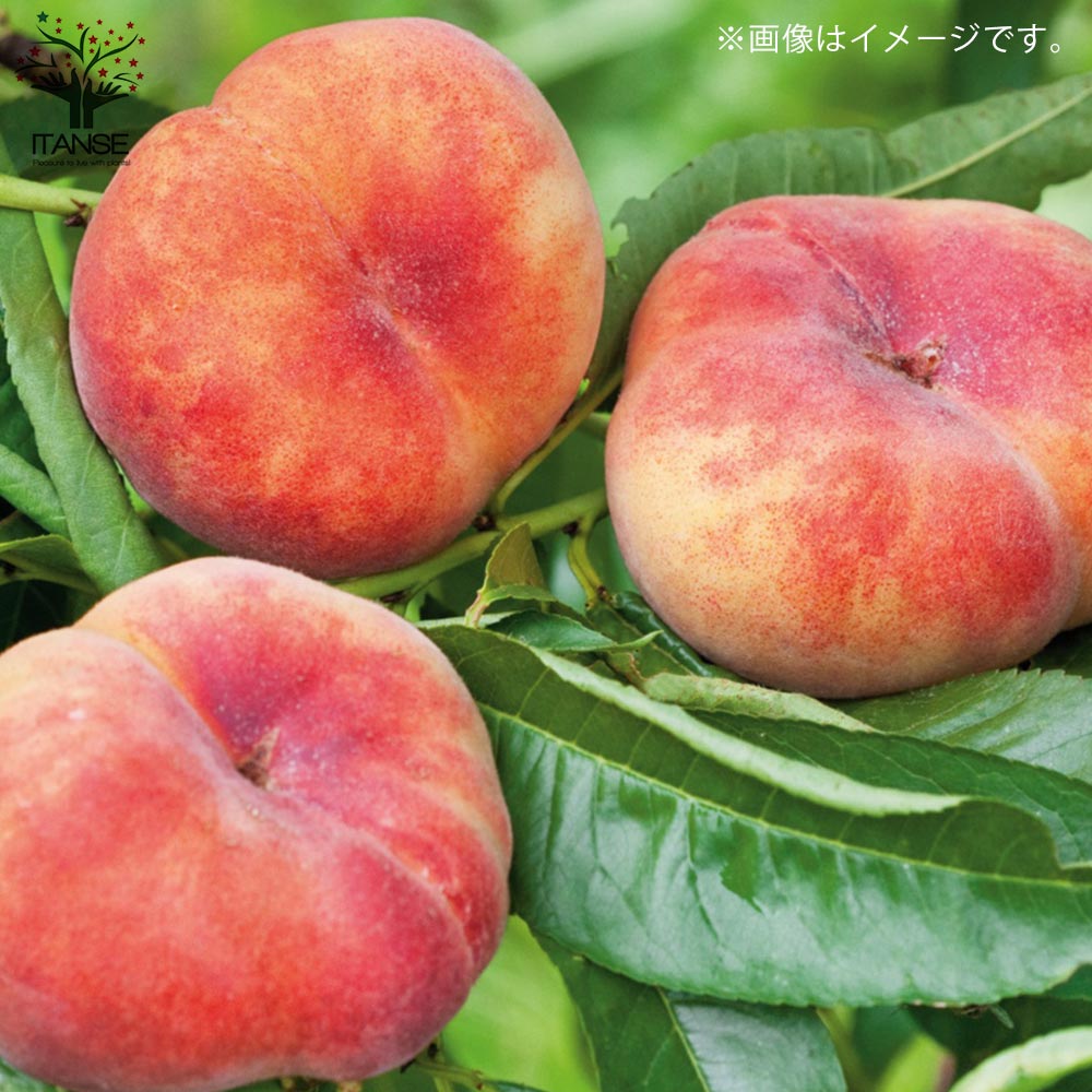 桃の苗木 八重咲蟠桃【果樹の苗木 5号 1 接木苗／1個売り】｜ 【植物