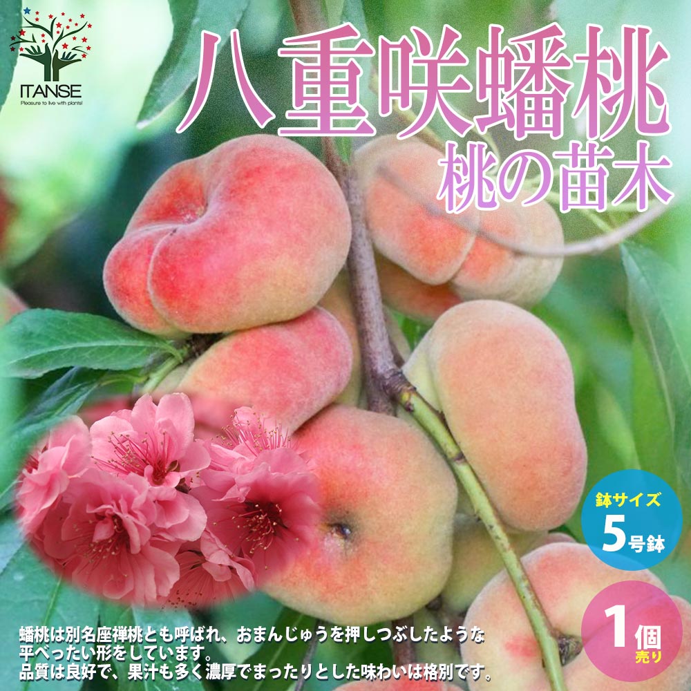 桃の苗木 八重咲蟠桃【果樹の苗木 ５号 1 接木苗／1個売り】
