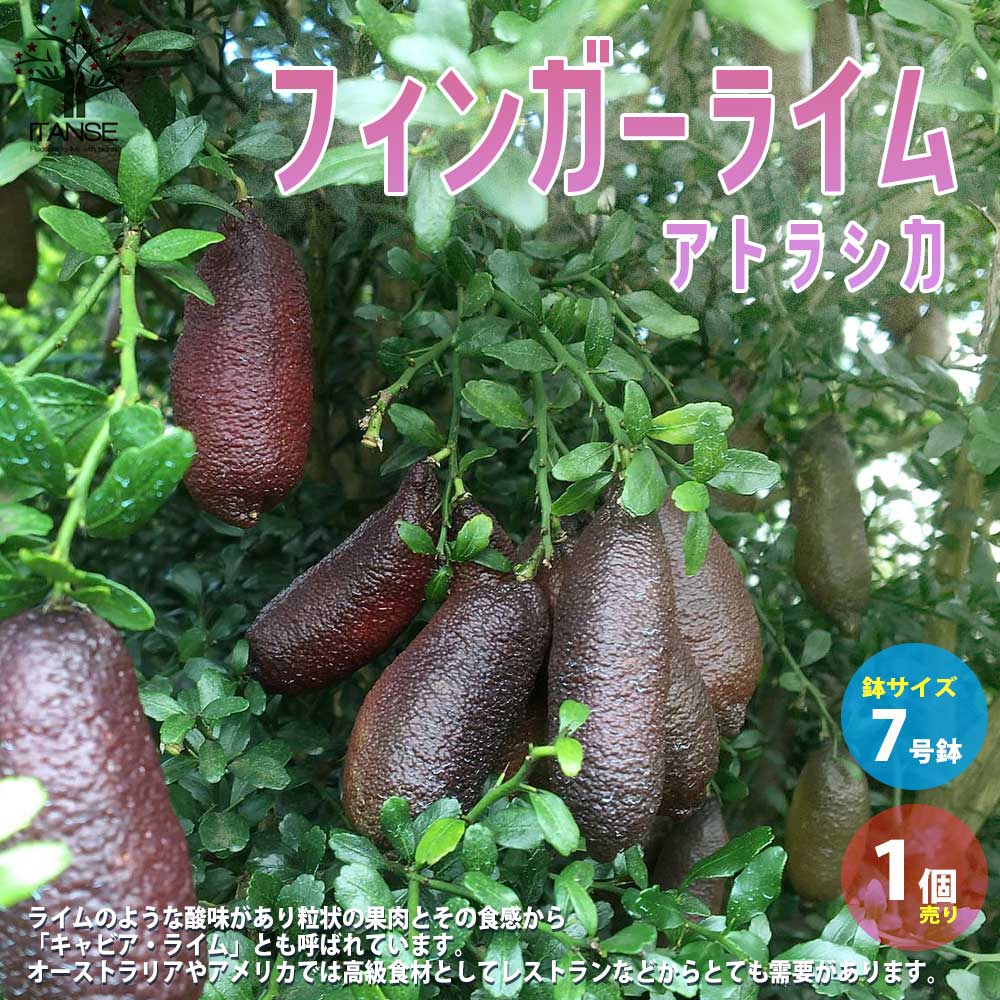 フィンガーライム アトラシカ【果樹の苗木 ７号大苗／1個売り】