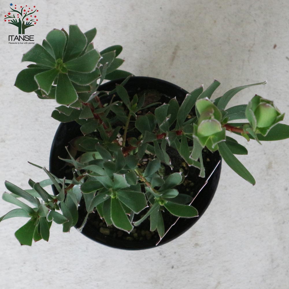 リューカデンドロン・サマーサン 【庭木 5号ポット／1個売り