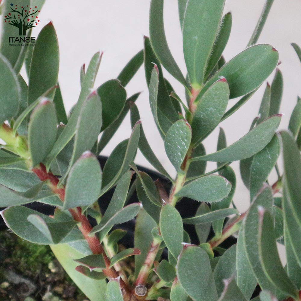 リューカデンドロン・サマーサン 【庭木 5号ポット／1個売り