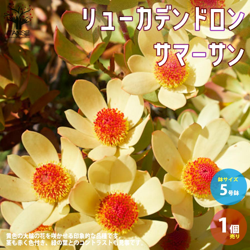 リューカデンドロン・サマーサン 【庭木 5号ポット／1個売り】