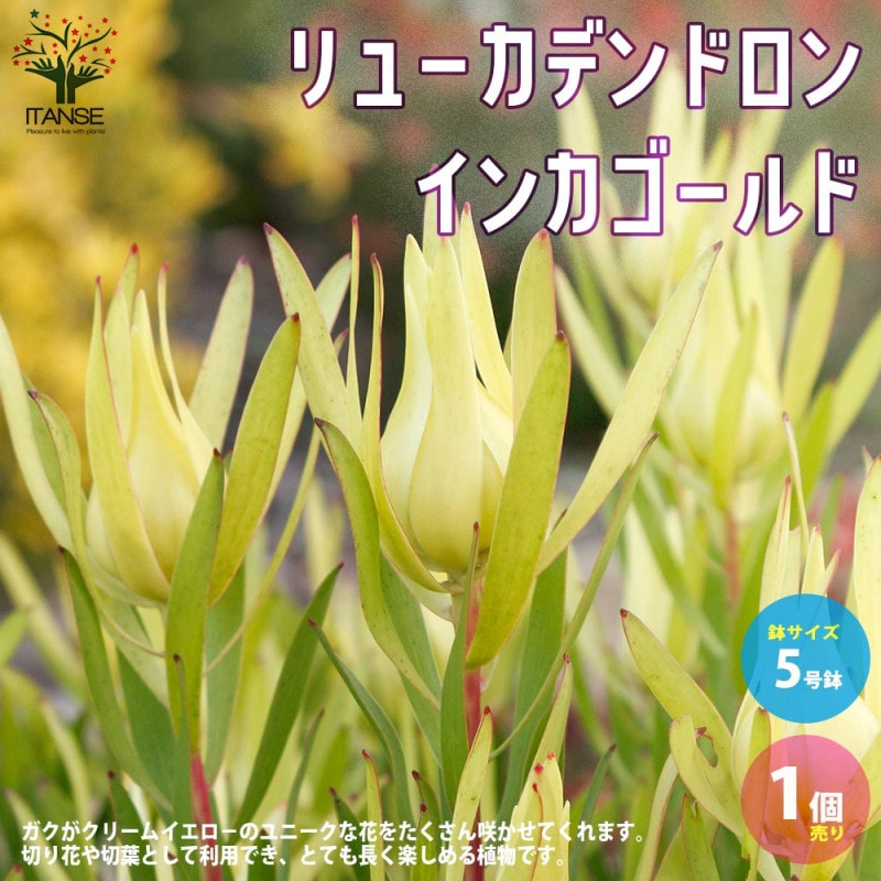 リューカデンドロン・イエローデビル 【庭木 5号鉢 花木苗／1個売り