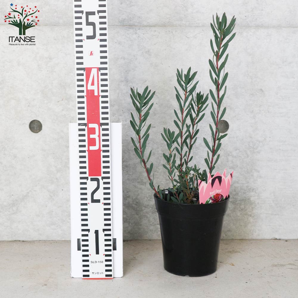 KYOです♪2点セット！イエローデビル　レッドデビル　リューカデンドロン 楽天市場】鉢花 観葉植物 選べる：リューカデンドロン*4号