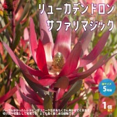 リューカデンドロン・サファリマジック【庭木 5号ポット／1個売り】|植木・花木