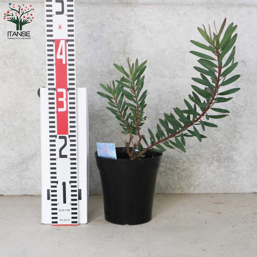 リューカデンドロン・サファリマジック【庭木 5号ポット／1個売り