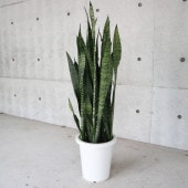 サンスベリア・ゼラニカ 【観葉植物 大型8号鉢・リビングやオフィスの窓辺向きサイズ／1個売り】|観葉植物