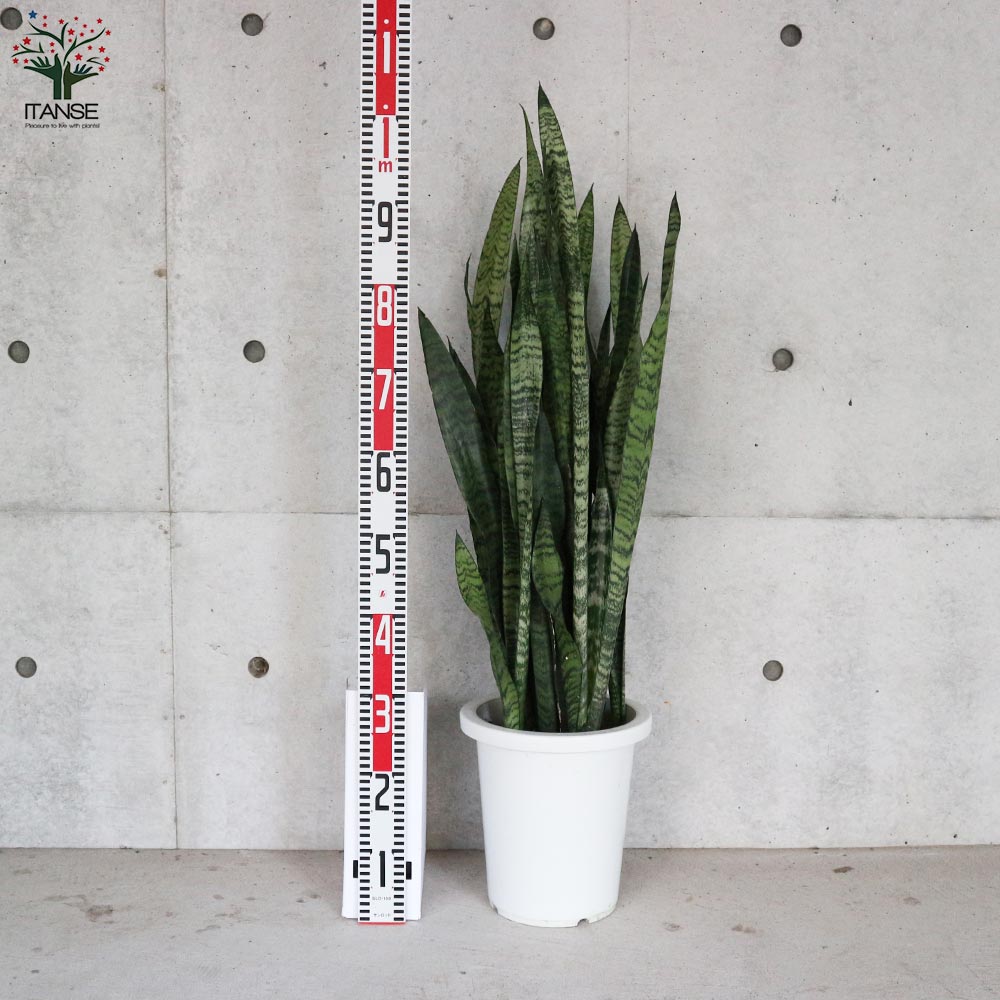 サンスベリア・ゼラニカ 【観葉植物 大型8号鉢・リビングやオフィスの