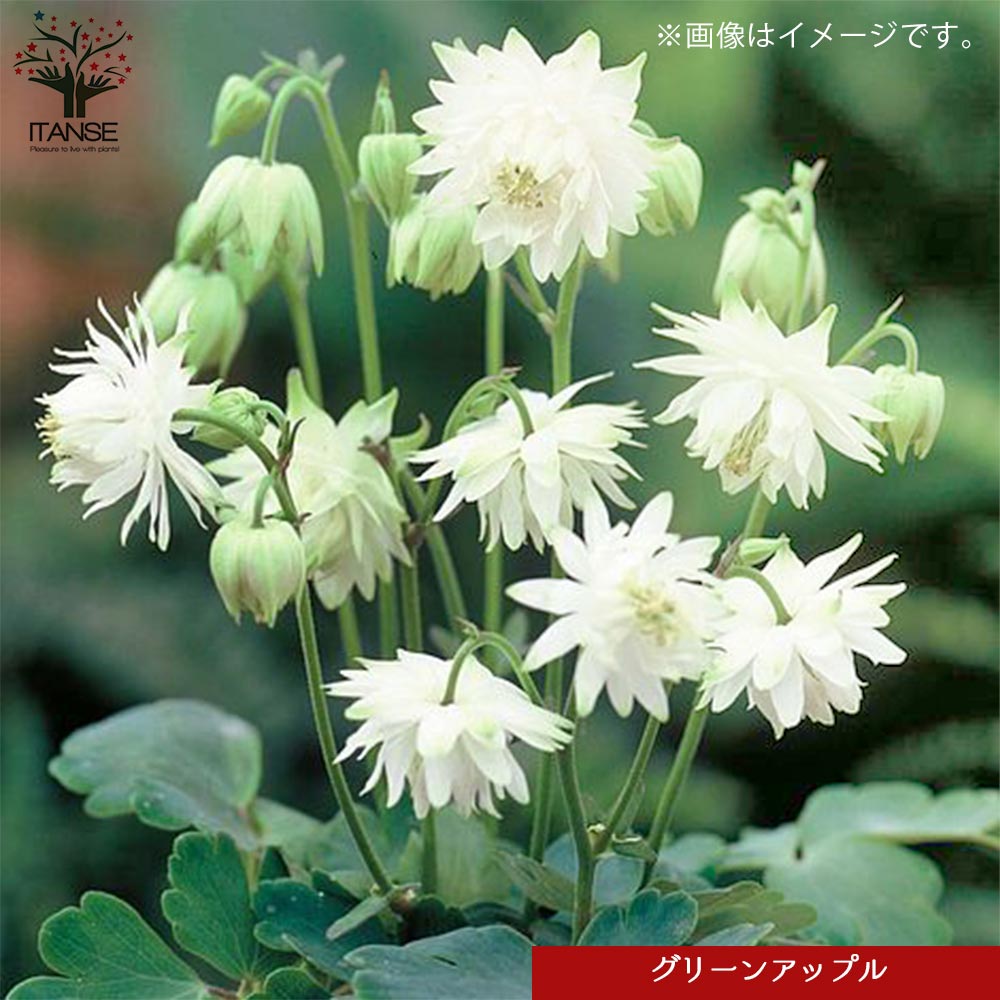 オダマキ 4品種【花苗 3.5号／お買い得8個セット】｜ 【植物の