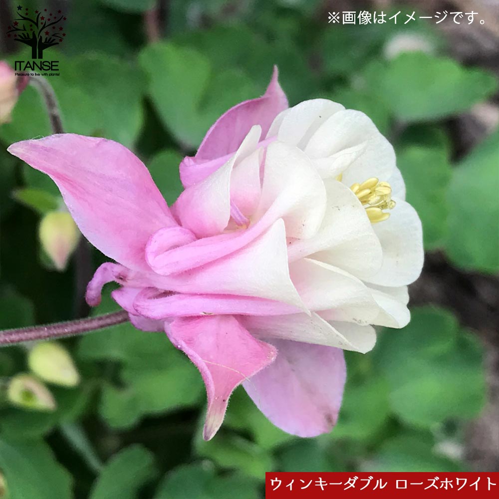 オダマキ 4品種【花苗 3.5号／お買い得8個セット】｜ 【植物の