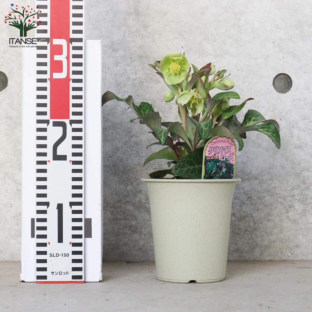 クリスマスローズ・リビダス・マスカット【花苗 4号鉢／1個売り