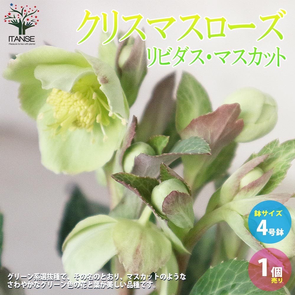 クリスマスローズ・リビダス・マスカット【花苗 4号鉢／1個売り】
