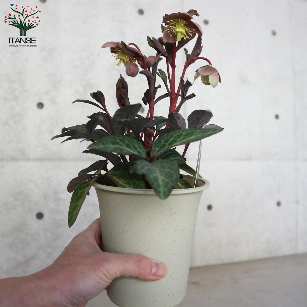 クリスマスローズ・リビダス(ブラウン系～グリーン)【花苗 4号鉢／1個