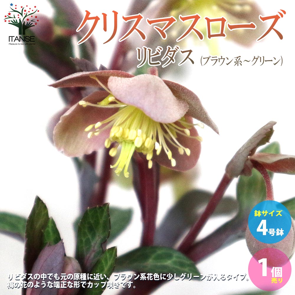 クリスマスローズ・リビダス(ブラウン系～グリーン)【花苗 4号鉢／1個売り】