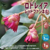 ロドレイア・レッドファンネル【庭木 5号鉢／1個売り】|植木・花木