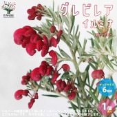 グレビレア・プーリンダ・イルミナ【庭木 6号鉢／1個売り】|植木・花木