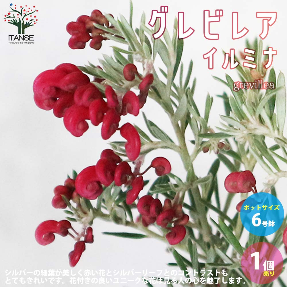 グレビレア・プーリンダ・イルミナ【庭木 6号鉢／1個売り】