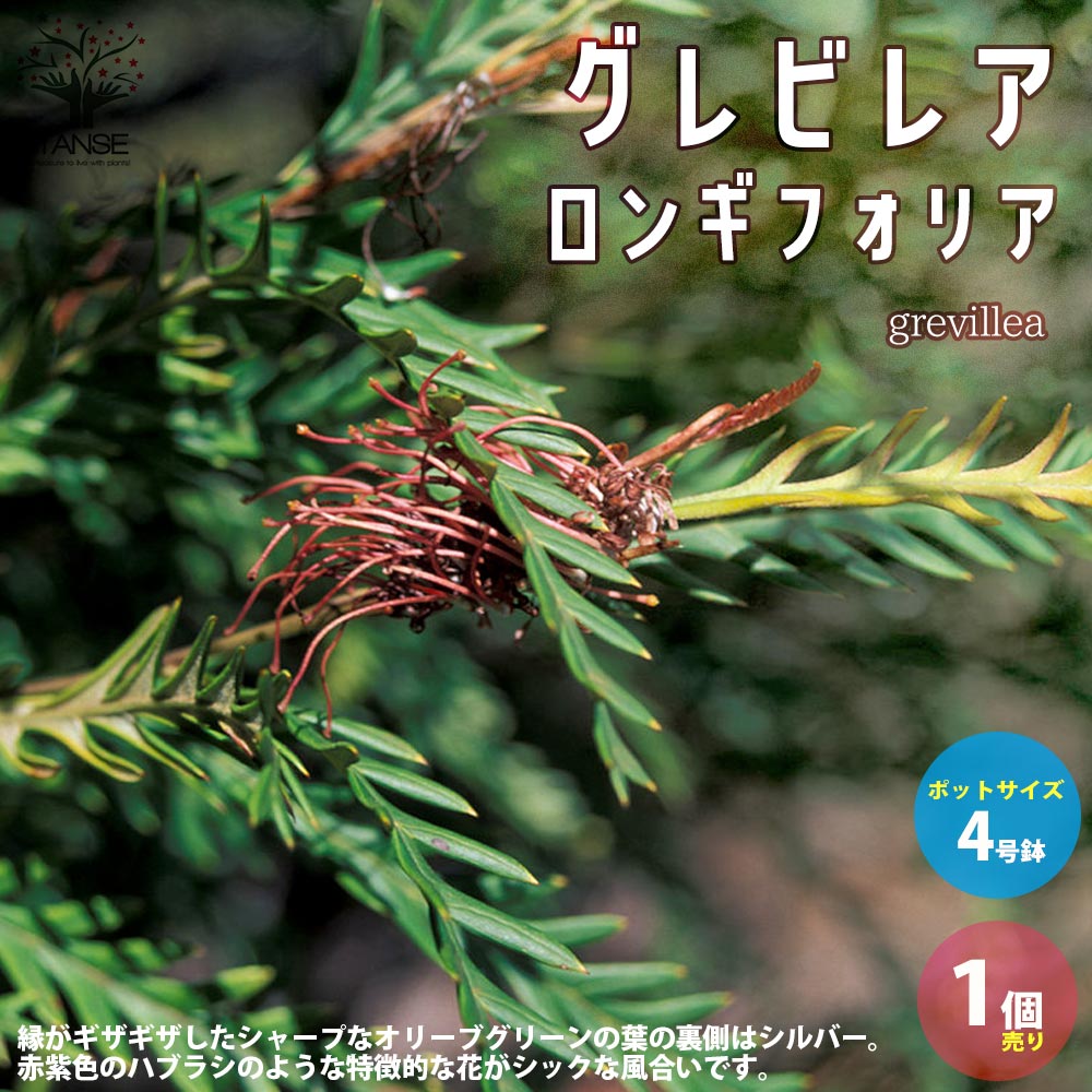グレビレア・ロンギフォリア【庭木 4号ポット苗／1個売り】