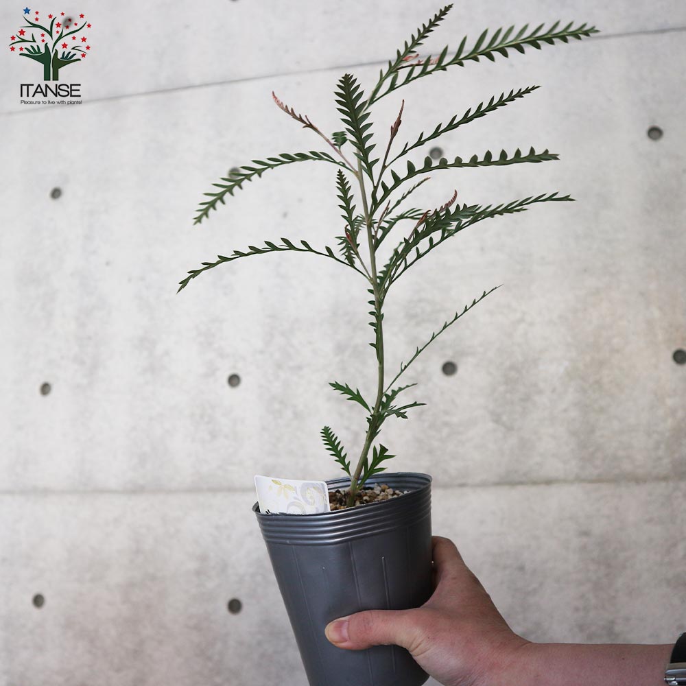 グレビレア・アイバンホー【庭木 4号ポット苗／1個売り】｜ 【植物の