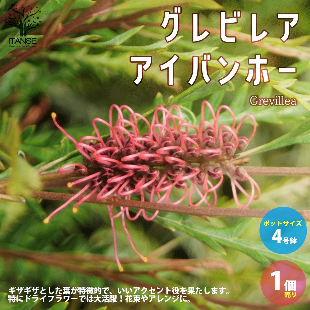 グレビレア・アイバンホー【庭木 4号ポット苗／1個売り】