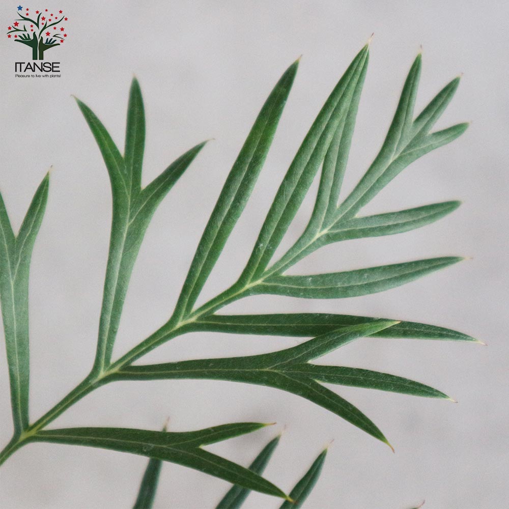 グレビレア・ココナッツアイス【庭木 4号ポット苗／1個売り】｜ 【植物