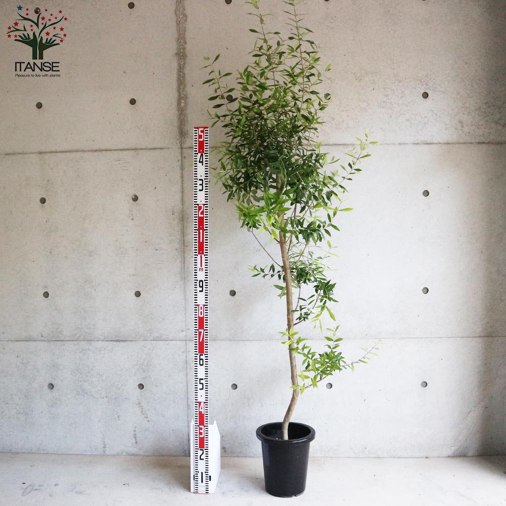 オリーブの苗木 品種不明【果樹の苗木 8号鉢大苗／1個売り】｜ 【植物