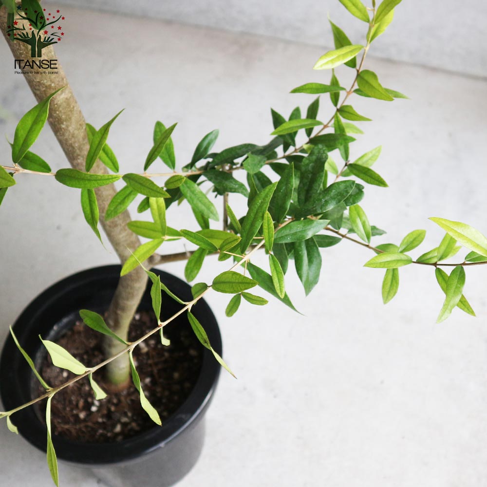 引き取り限定 オリーブの木 品種不明 幹太 根巻き