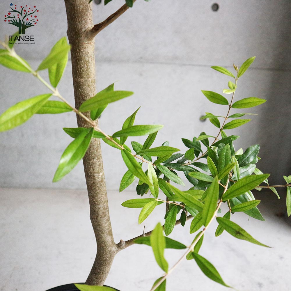 オリーブの苗木 品種不明【果樹の苗木 8号鉢大苗／1個売り】｜ 【植物