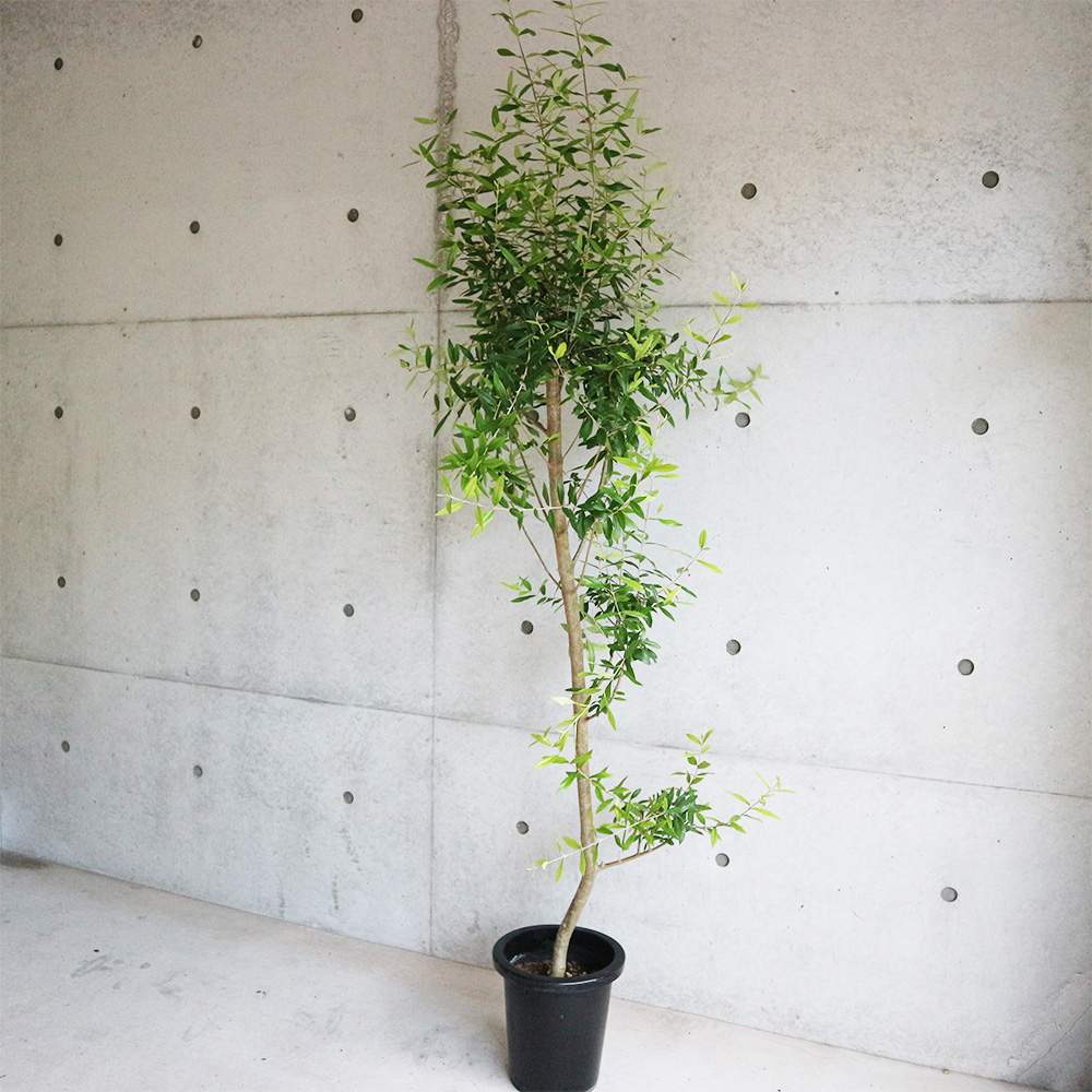 オリーブの苗木 品種不明【果樹の苗木 8号鉢大苗／1個売り】